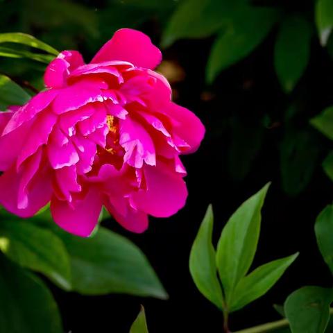 人间六月芳菲尽，芍药花开正当时