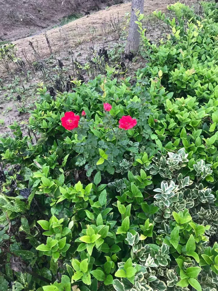 万绿丛中一点红！