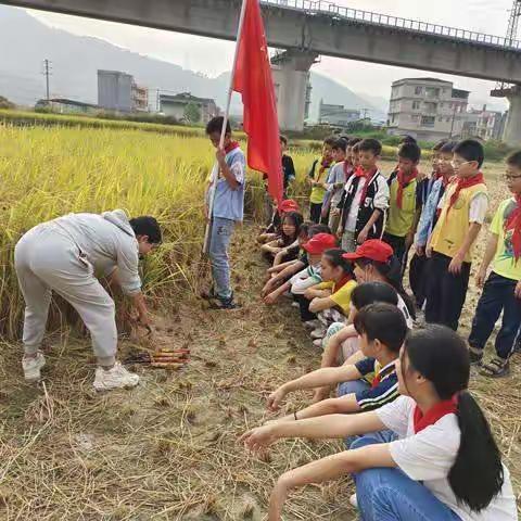 田里稻香飘   田间队旗扬