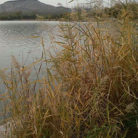 八百里水泊一日游