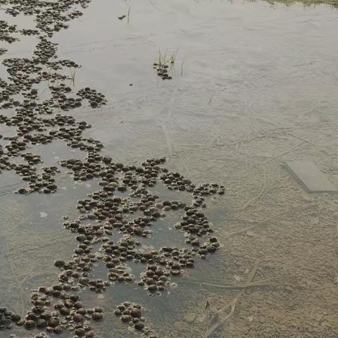 清晨——白鹭与我之间