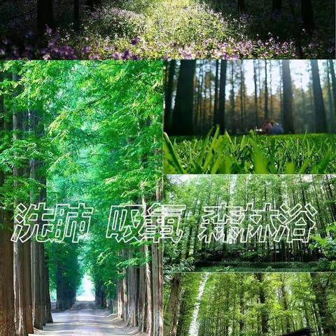 日照天然氧吧森林公园匆匆半日游