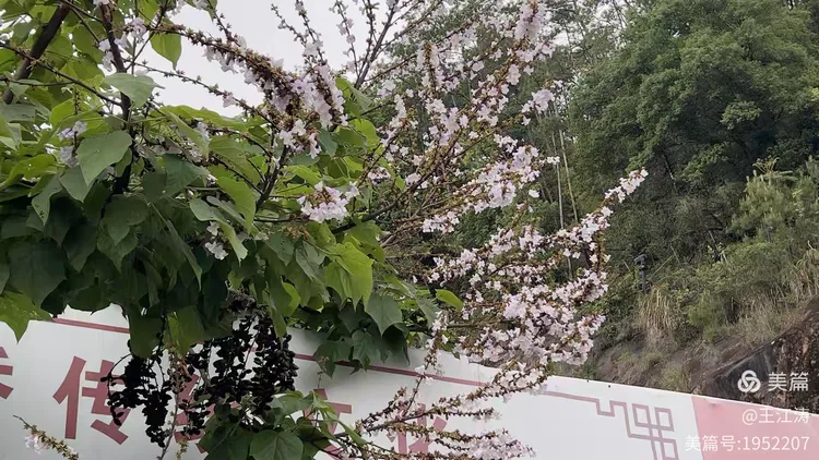 图片[31]-藏在闽北山林中的江南佛国——顺昌合掌岩游记-华闻时空