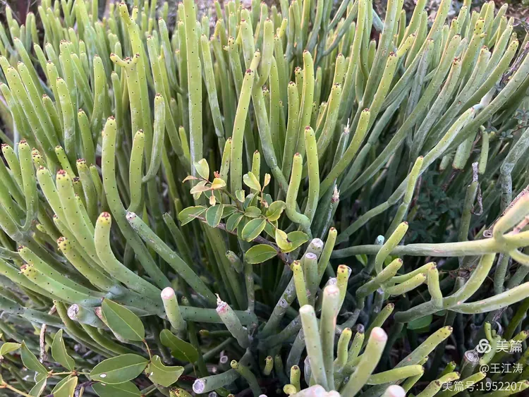 图片[29]-走马观花石与海——漫游古石村与平流尾地质公园-华闻时空