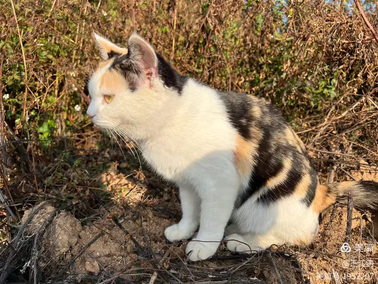 图片[20]-走马观花石与海——漫游古石村与平流尾地质公园-华闻时空