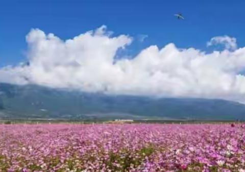 格桑花 美丽山峰