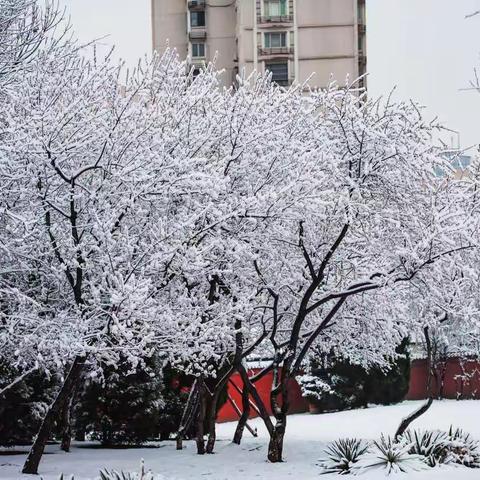 三月春雪恋桃花