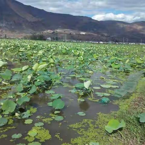 美丽的三川坝