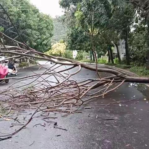 2022年9月7日，我镇遭遇暴雨侵袭。下午6时，我村接到群众反映，在我辖区龙门小学路段处，有树木倒伏，阻碍交通。