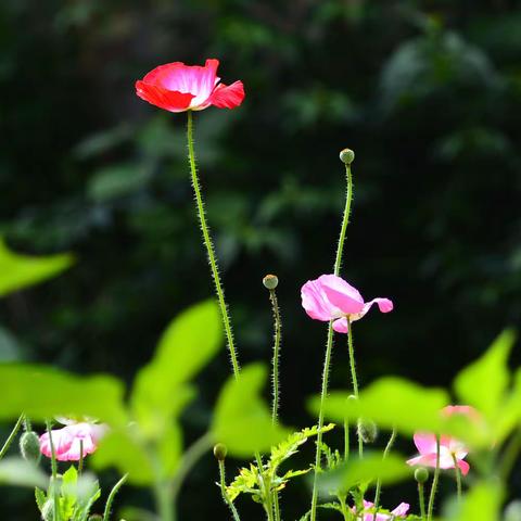 【原创】芦忠的诗：红色虞美人---在吉山私家小院之一