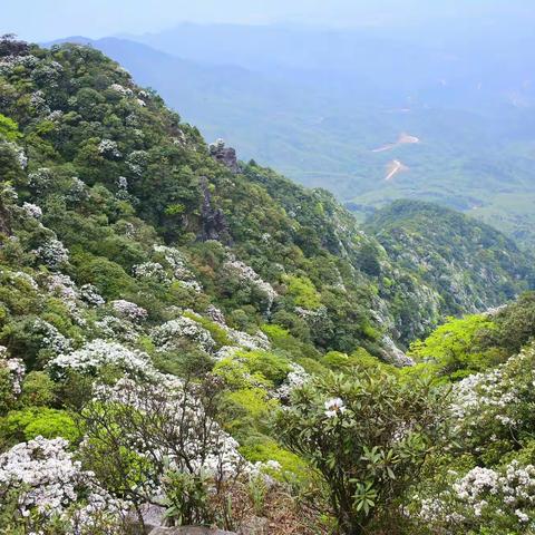 【原创】芦忠的诗：四月探花天斗山