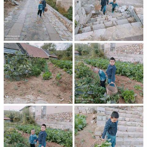 姥姥的小菜园——莱州双语学校  三（8）中队  杜子骞