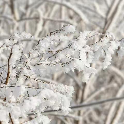 雾凇  是冬季里最美的花朵