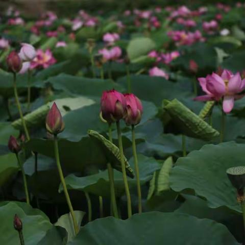 荷塘花更美