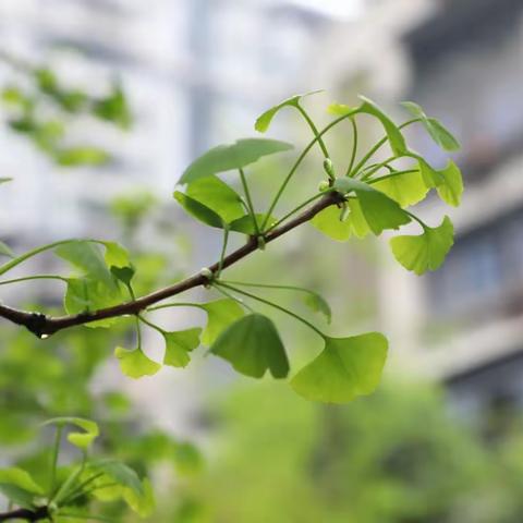 基于学习为中心的结构化评课——记鱼洞四小教育集团语文教师成长工作坊活动掠影