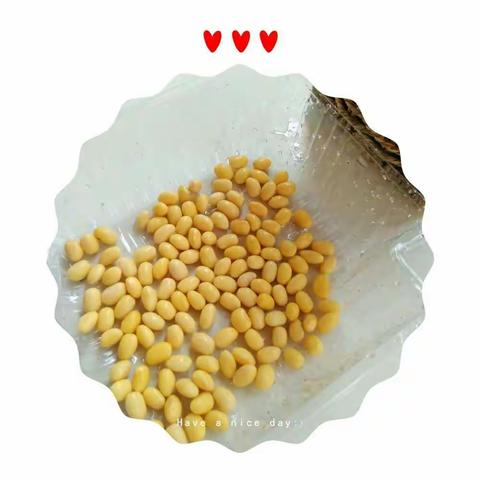 和平小学二年级五班蒋姗雨彤《黄豆生长记录》