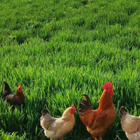 无关疫情，春天是一样的来