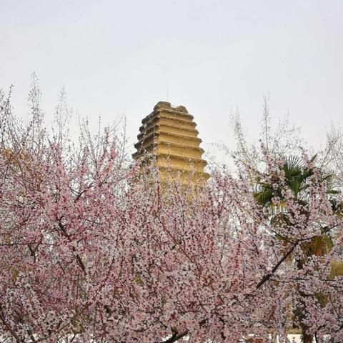 一日看尽长安花