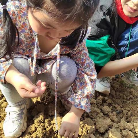 “小小种植园，开心大丰收” ——小二班种植记