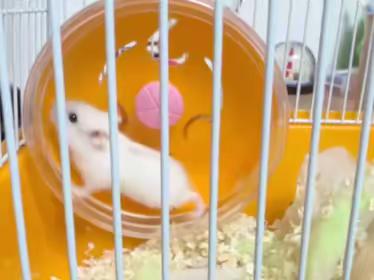 仓鼠🐹观察日记