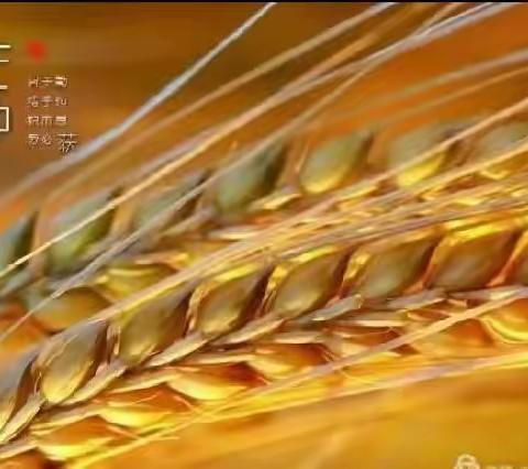 银海立达幼儿园二十四节气特色课程之芒种 - 美篇