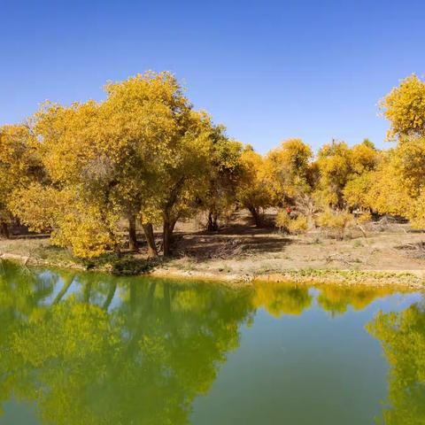 额济纳胡杨林——三千年的守候
