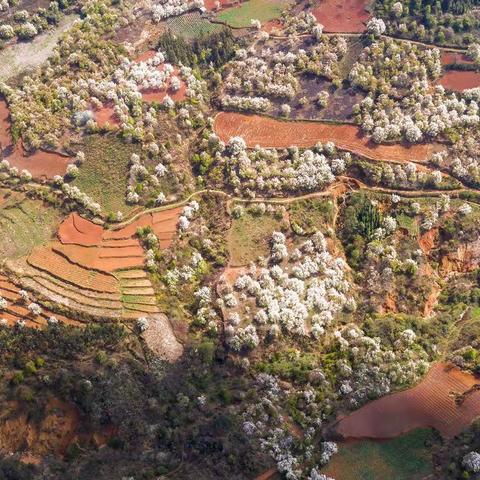 普雄梨花笑春风