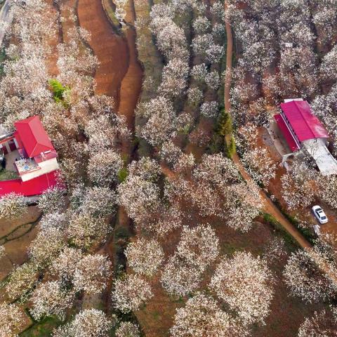 又是一年梨花开