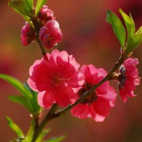 桃红又见一年春