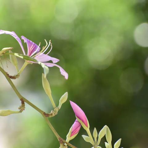 风吹紫荆树 色与春庭暮
