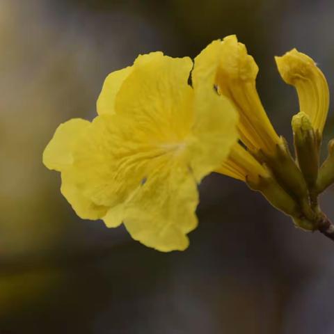 明日黄花蝶也愁