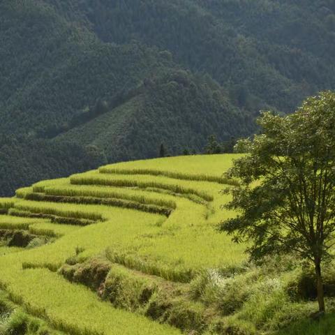 清远连山·欧家梯田
