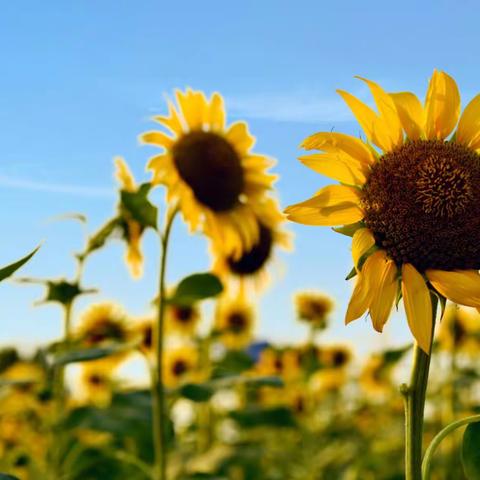 唯有葵花向日倾