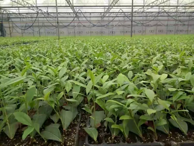 你有地，我有苗，赶快来订购吧，热线13886701691