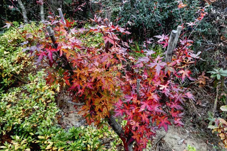 红橙黄绿好个秋（二）