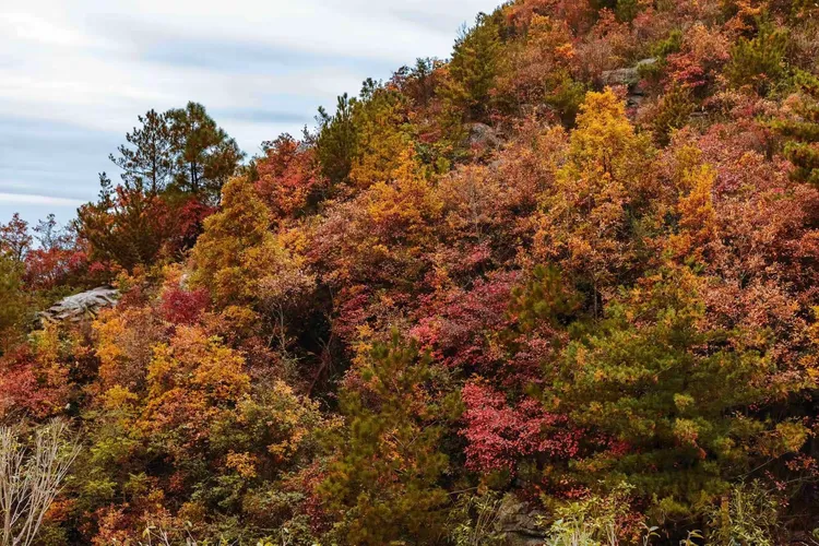 红橙黄绿好个秋（二）