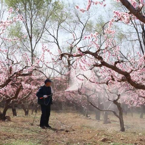桃花盛开的地方