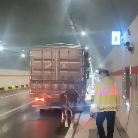 【宝鸡高交大队】“牛魔王”跳车出逃，隧道内添乱      高速交警擒牛上车，清除安全隐患