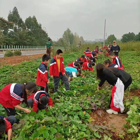 研学拓视野，实践出真知