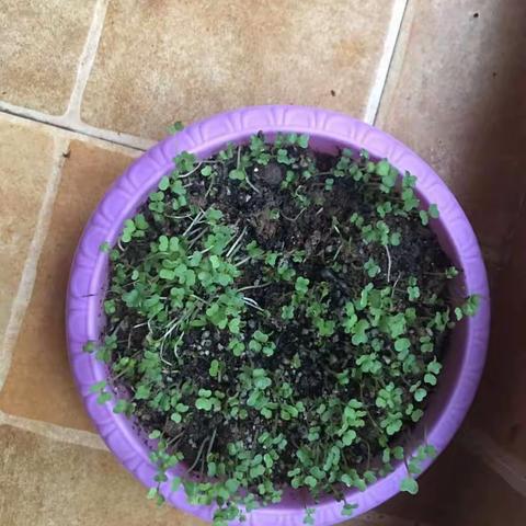 小白菜成长观察日记。  盛景天下小学一年级四班黄思余
