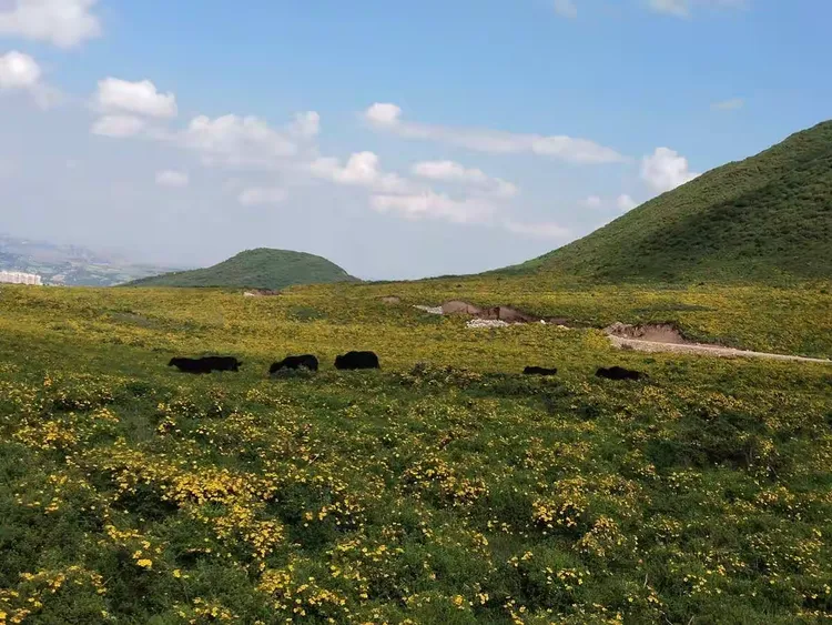 黄草坪: