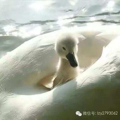 丑小鸭变形记