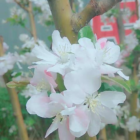 春的密语