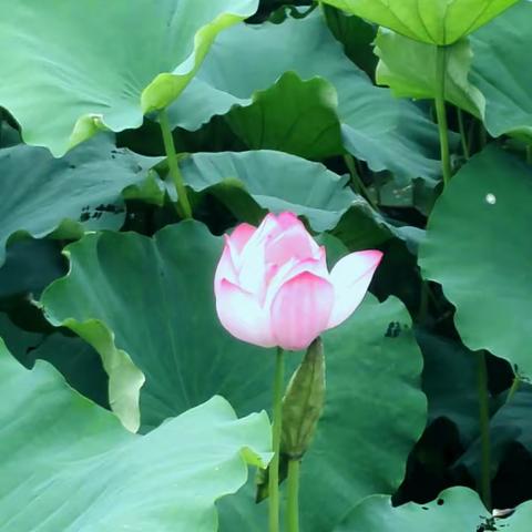 荷