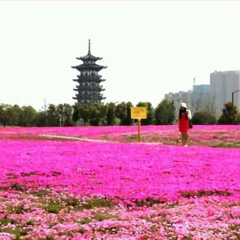 观洋湖芝樱花海