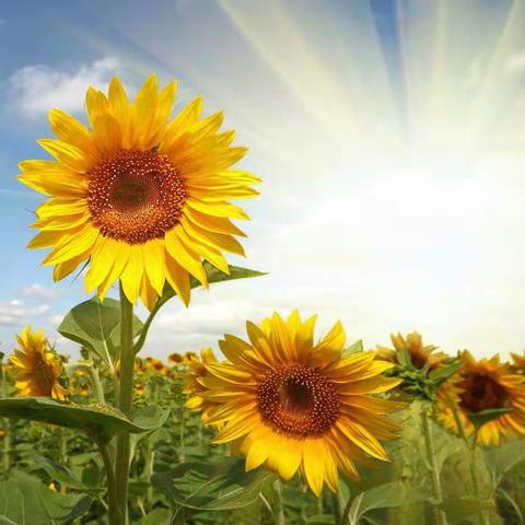 相约美好，携手同行——栗山中学2020年春季开学通知