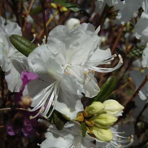 清风皓月的美篇