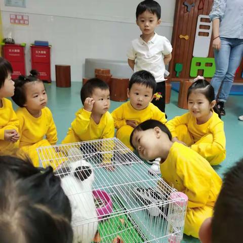 今天何昕达小朋友给我们送来了一只小兔子，它的名字叫“小白”，我们好开心呀🥰