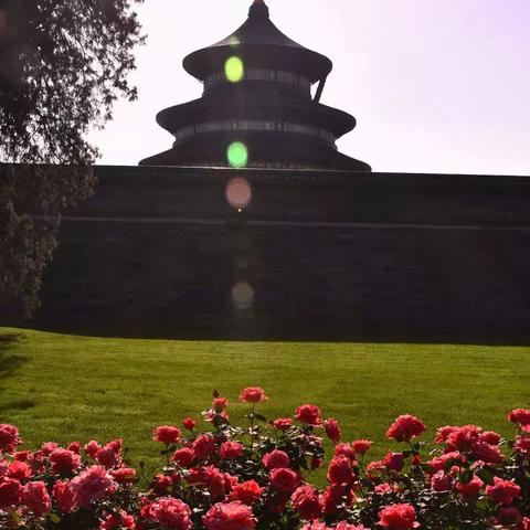 相聚在天坛月季园