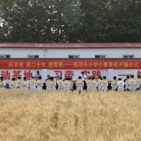 “庆丰收 迎二十大 ”少先队员在行动 ——沧县大褚村回族乡西河头小学少工委小麦夏收开镰仪式